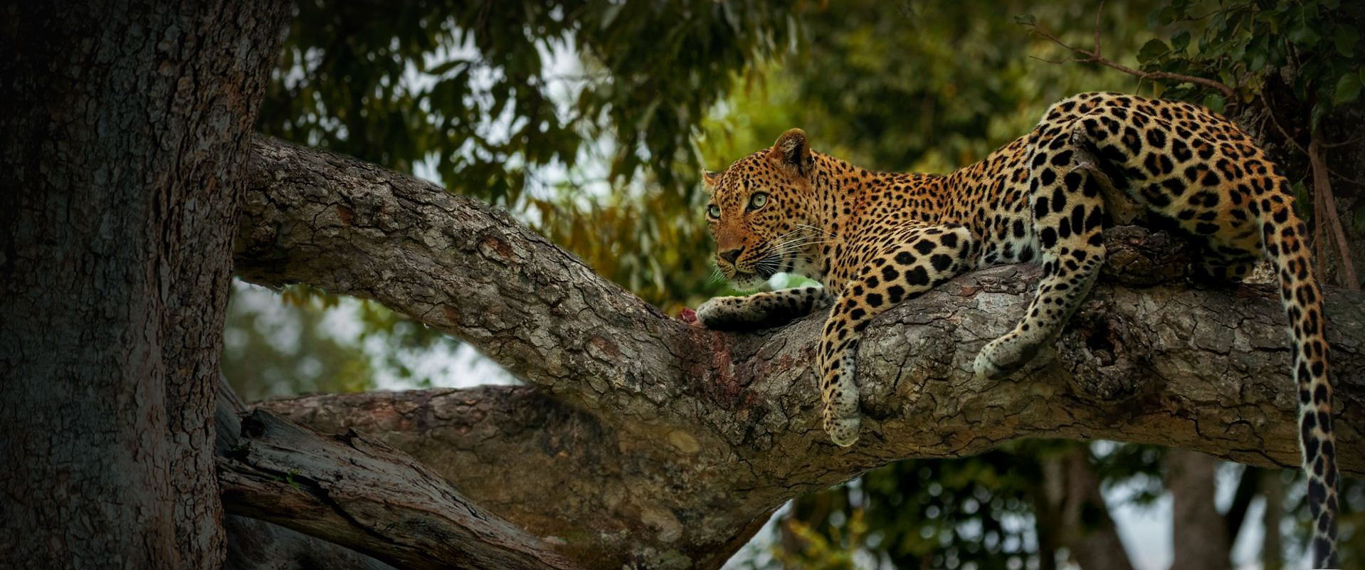 Kanha Leopard